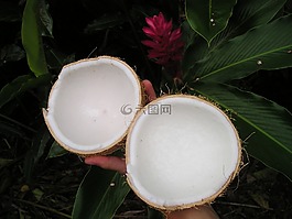 椰子,性质,萨摩亚