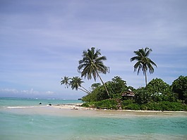 棕榈树,海滩,美丽的海滩