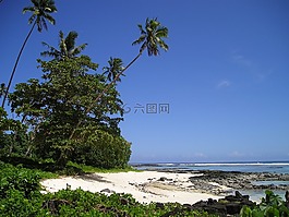 棕榈树,海滩,美丽的海滩