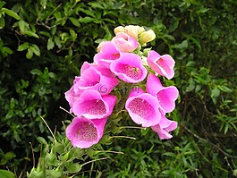 花,粉红色,新西兰