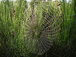 新西兰,蜘蛛网,性质