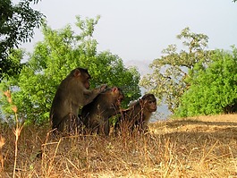 巴巴里猕猴,猿,delouse