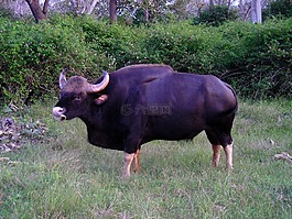 印度,水牛,动物
