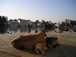 印度,牛,狗