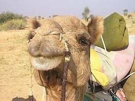 印度,骆驼,沙漠