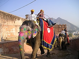 印度,象,运输
