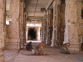 印度,猿,庙