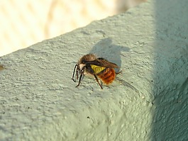 尼泊尔,蜜蜂,赫梅尔
