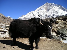 尼泊尔,牦牛,西藏