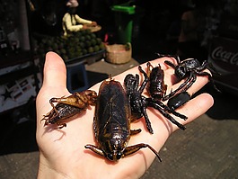 昆虫市场,柬埔寨,油煎
