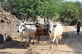 缅甸,牛车,人类