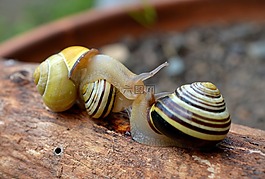 蜗牛,壳,爬行动物