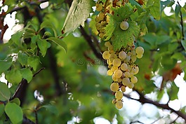 葡萄,秋天,健康