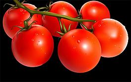 flash西红柿蔬菜植物柿子植物