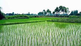 005-实拍绿色的稻田