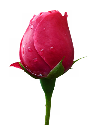 一支含苞待放的玫瑰花