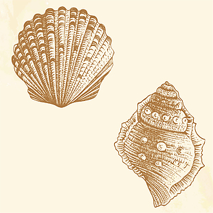 海螺贝壳矢量素材