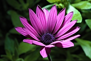 非洲菊紫色花朵