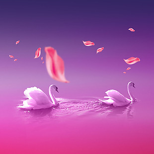 白天鹅粉色花瓣水纹广告背景素材