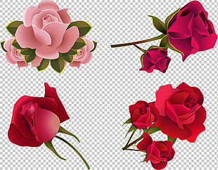 写实风格红玫瑰插图免抠png透明图层素材