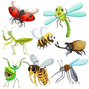 一套不同种类的昆虫插画