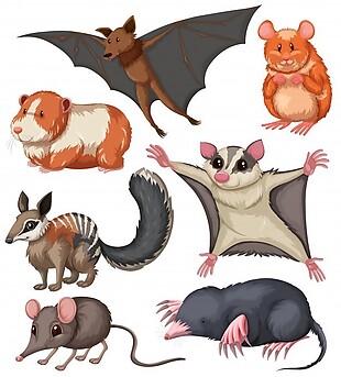 不同种类的小动物插画