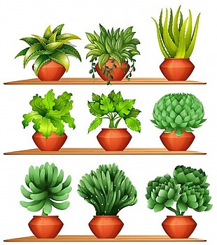 陶罐里的各种植物插图