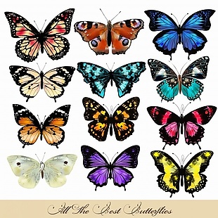 彩色的蝴蝶收藏