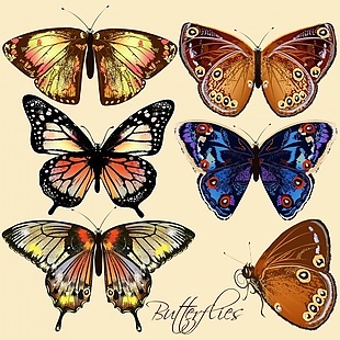 彩色的蝴蝶收藏
