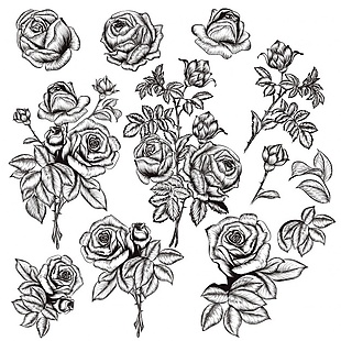 玫瑰的叶子素描