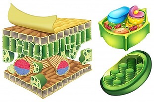 白色背景下植物细胞的图示
