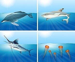 海里的鲨鱼和其他海洋动物图片