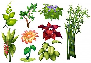 不同种类植物花卉说明