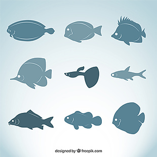 鱼类品种