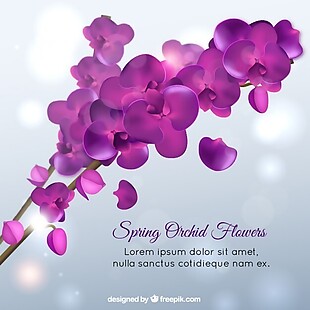 春兰花花，紫罗兰色