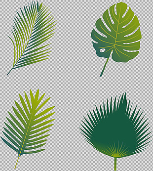 棕榈叶子插画免抠png透明图层素材