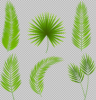 热带树叶插画免抠png透明图层素材