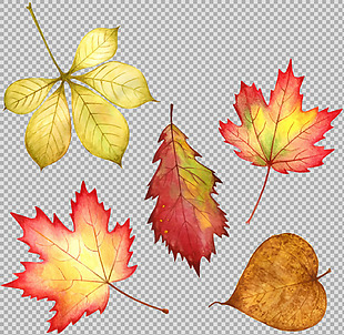 手绘各种彩色叶子插画免抠png透明素材