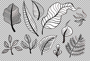 手绘素描叶子插画免抠png透明图层素材