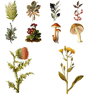手绘复古植物插画