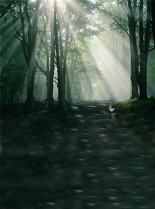 阳光下的树林H5背景图