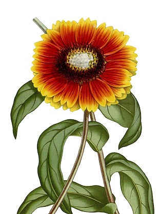 手绘向日葵花朵元素