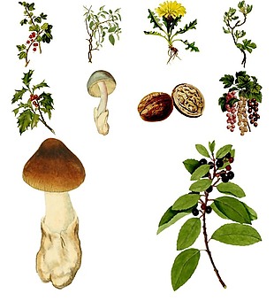 手绘各种植物插画