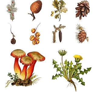 手绘蘑菇和植物插画