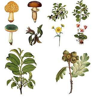 手绘复古植物插画