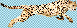 快速奔跑的豹子图片免抠png透明图层素材