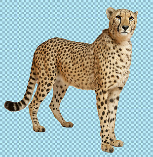 站着的豹子图片免抠png透明图层素材