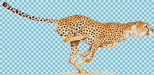 快速跑步的豹子图片免抠png透明图层素材