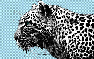 豹子头部特写图片免抠png透明图层素材