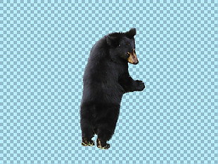 站立的大黑熊图片免抠png透明图层素材